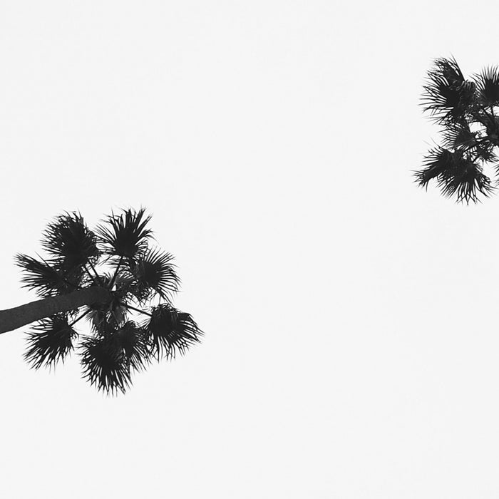 Black and white palms photo Coffee Mug Gallery Image 2