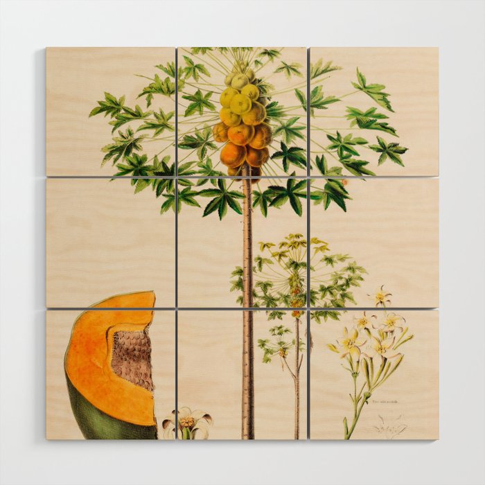 Papaya from "Flore dâAmÃ©rique" by Ãtienne Denisse, 1840s Wood Wall Art Gallery Image 1