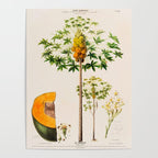 Papaya from "Flore dâAmÃ©rique" by Ãtienne Denisse, 1840s Poster Gallery Image 4