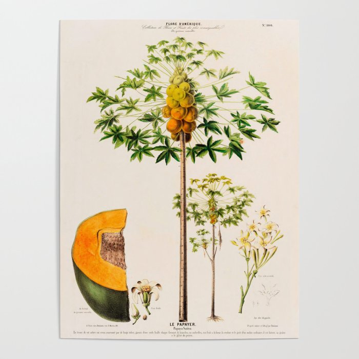 Papaya from "Flore dâAmÃ©rique" by Ãtienne Denisse, 1840s Poster Gallery Image 4