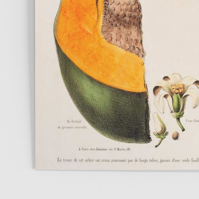 Papaya from "Flore dâAmÃ©rique" by Ãtienne Denisse, 1840s Poster Gallery Image 3
