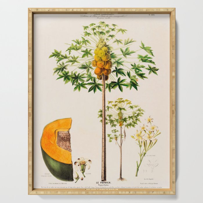 Papaya from "Flore dâAmÃ©rique" by Ãtienne Denisse, 1840s Serving Tray Gallery Image 1