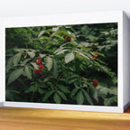 Red Elderberry Wall Mural Gallery Image 2
