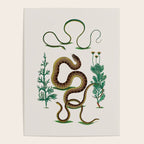 Albertus Seba Three Snakes Illustration Locupletissimi rerum naturalium thesauri accurata descriptio Poster Gallery Image 4