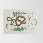 Albertus Seba Three Snakes Illustration Locupletissimi rerum naturalium thesauri accurata descriptio Rug Gallery Image 2