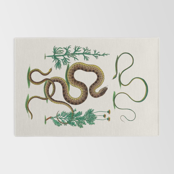 Albertus Seba Three Snakes Illustration Locupletissimi rerum naturalium thesauri accurata descriptio Rug Gallery Image 2
