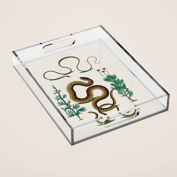 Albertus Seba Three Snakes Illustration Locupletissimi rerum naturalium thesauri accurata descriptio Acrylic Tray Gallery Image 1