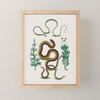 Albertus Seba Three Snakes Illustration Locupletissimi rerum naturalium thesauri accurata descriptio Mini Art Print Gallery Image 1