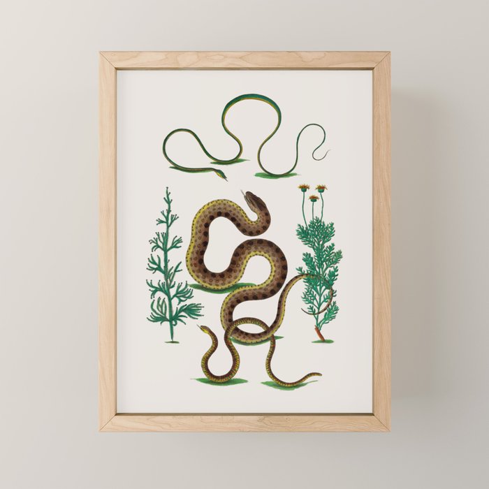 Albertus Seba Three Snakes Illustration Locupletissimi rerum naturalium thesauri accurata descriptio Mini Art Print Gallery Image 1