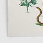 Albertus Seba Three Snakes Illustration Locupletissimi rerum naturalium thesauri accurata descriptio Poster Gallery Image 3