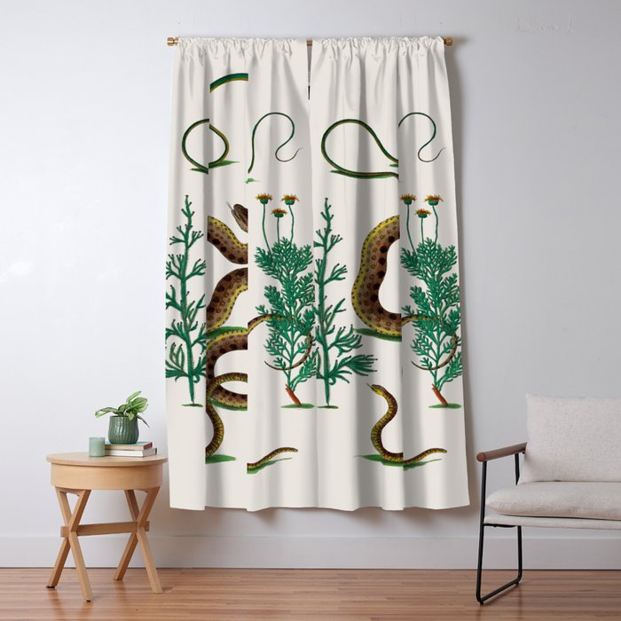 Albertus Seba Three Snakes Illustration Locupletissimi rerum naturalium thesauri accurata descriptio Window Curtain Gallery Image 1