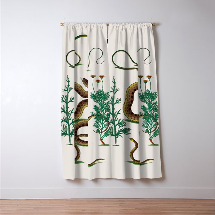 Albertus Seba Three Snakes Illustration Locupletissimi rerum naturalium thesauri accurata descriptio Window Curtain Gallery Image 3