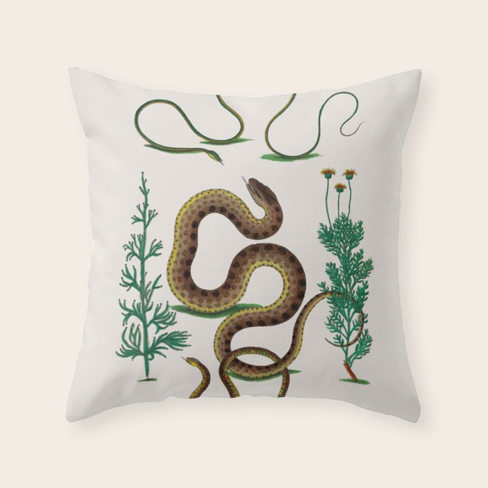 Albertus Seba Three Snakes Illustration Locupletissimi rerum naturalium thesauri accurata descriptio Throw Pillow Gallery Image 6
