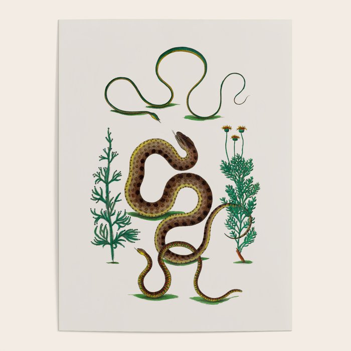 Albertus Seba Three Snakes Illustration Locupletissimi rerum naturalium thesauri accurata descriptio Poster Gallery Image 1