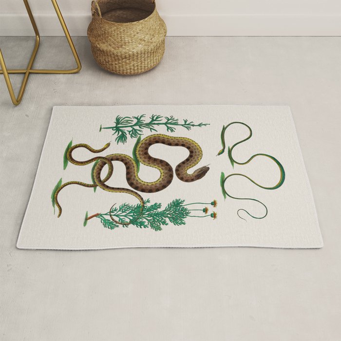 Albertus Seba Three Snakes Illustration Locupletissimi rerum naturalium thesauri accurata descriptio Rug Gallery Image 1