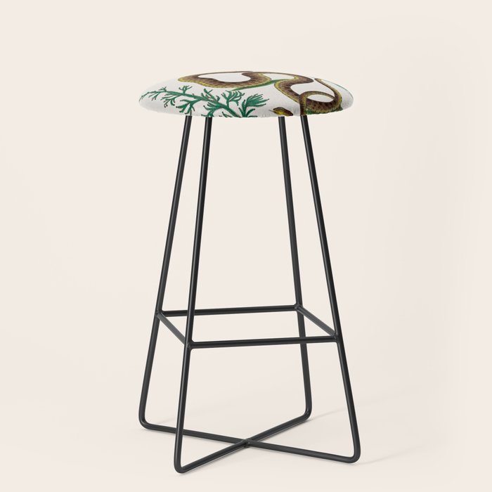 Albertus Seba Three Snakes Illustration Locupletissimi rerum naturalium thesauri accurata descriptio Stool Gallery Image 1
