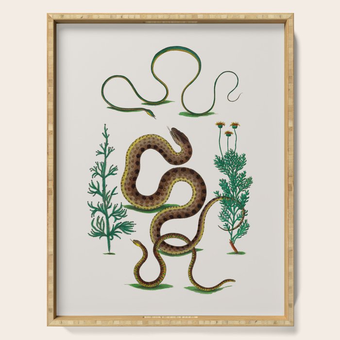 Albertus Seba Three Snakes Illustration Locupletissimi rerum naturalium thesauri accurata descriptio Serving Tray Gallery Image 1