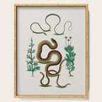 Albertus Seba Three Snakes Illustration Locupletissimi rerum naturalium thesauri accurata descriptio Serving Tray Gallery Image 1