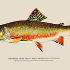 Brook Trout Coffee Mug Gallery Image 2