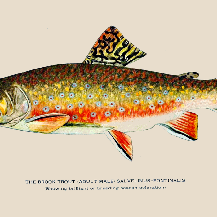 Brook Trout Coffee Mug Gallery Image 2