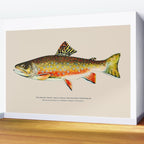Brook Trout Wall Mural Gallery Image 2