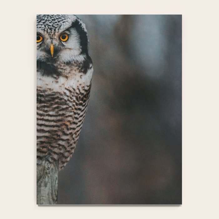 The Northern Howk Owl - Landscape and Nature Photography Notebook Gallery Image 4