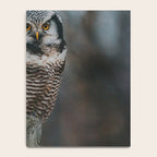 The Northern Howk Owl - Landscape and Nature Photography Notebook Gallery Image 4