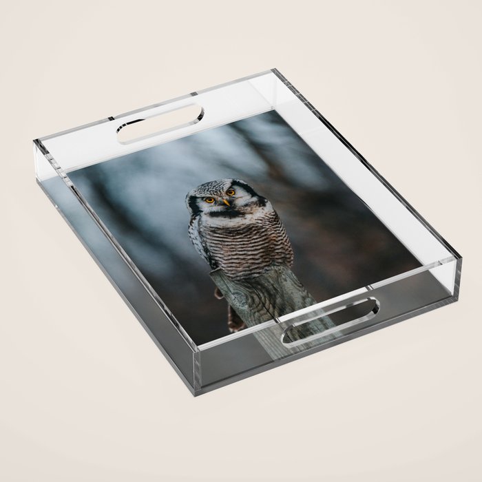 The Northern Howk Owl - Landscape and Nature Photography Acrylic Tray Gallery Image 1
