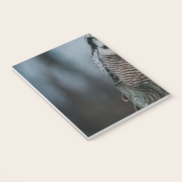 The Northern Howk Owl - Landscape and Nature Photography Notebook Gallery Image 3