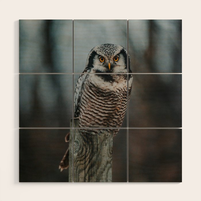 The Northern Howk Owl - Landscape and Nature Photography Wood Wall Art Gallery Image 1