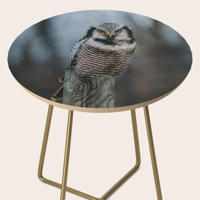 The Northern Howk Owl - Landscape and Nature Photography Side Table Gallery Image 2
