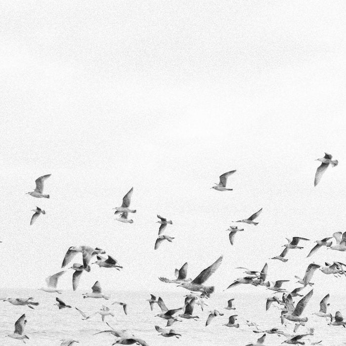 "Seagulls" | Coastal black and white photo | Film photography | Beach Coffee Mug Gallery Image 2