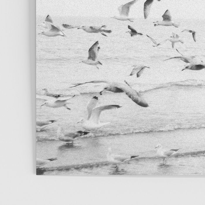 "Seagulls" | Coastal black and white photo | Film photography | Beach Poster Gallery Image 3