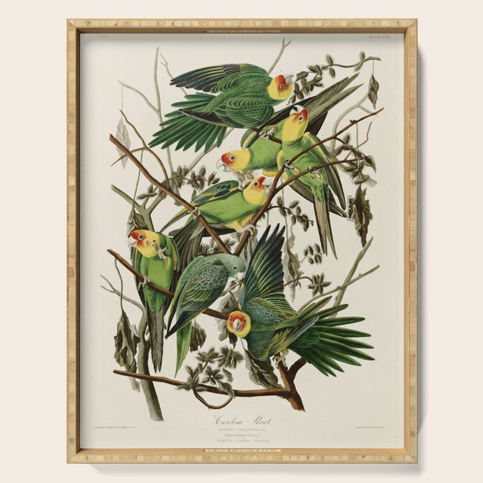 Carolina Parrot - John James Audubon's Birds of America Print Serving Tray Gallery Image 1