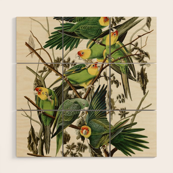 Carolina Parrot - John James Audubon's Birds of America Print Wood Wall Art Gallery Image 1