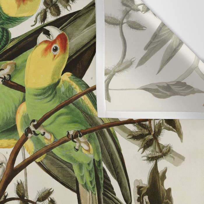Carolina Parrot - John James Audubon's Birds of America Print Wall Tapestry Gallery Image 3