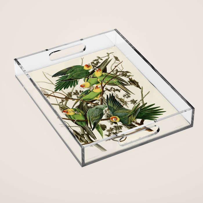 Carolina Parrot - John James Audubon's Birds of America Print Acrylic Tray Gallery Image 1