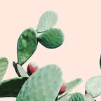 Cactus culture Coffee Mug Gallery Image 2