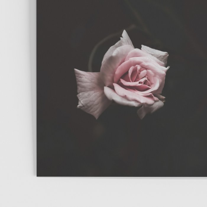 Wild Pink Roses - Flower photography - Dramatic Floral - nature Poster Gallery Image 3