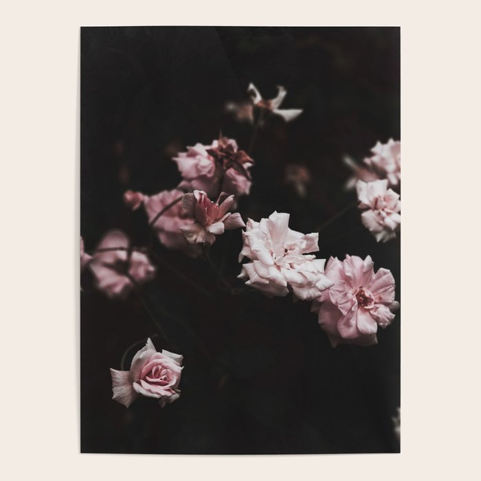 Wild Pink Roses - Flower photography - Dramatic Floral - nature Poster Gallery Image 4