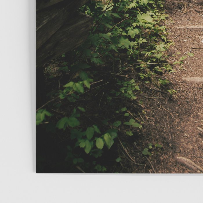Forest Path Poster Gallery Image 3