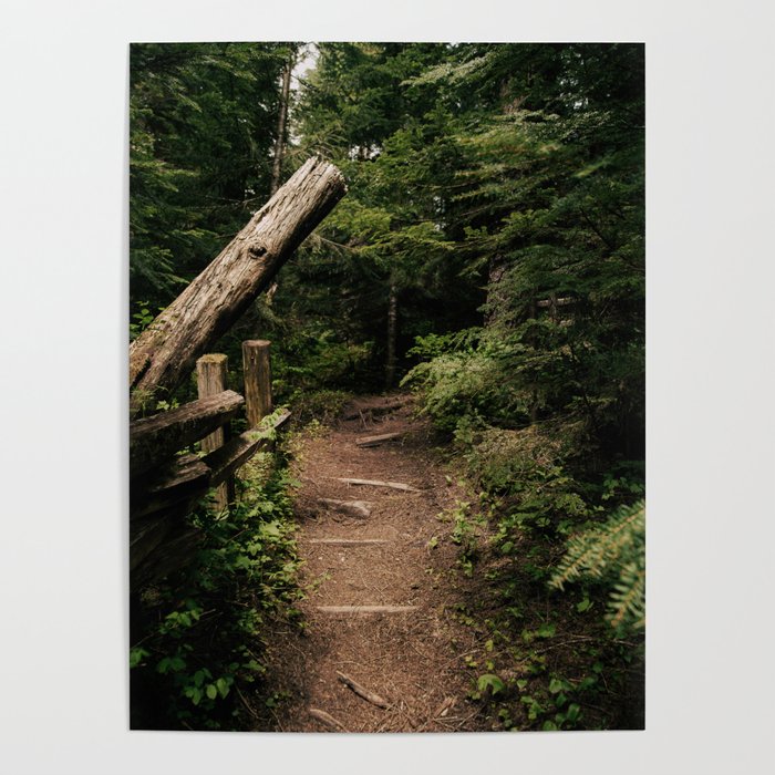Forest Path Poster Gallery Image 1