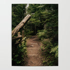 Forest Path Poster Gallery Image 4