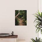 Forest Path Poster Gallery Image 2