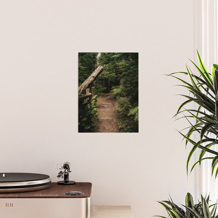 Forest Path Poster Gallery Image 2