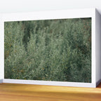 Sage Wall Mural Gallery Image 2