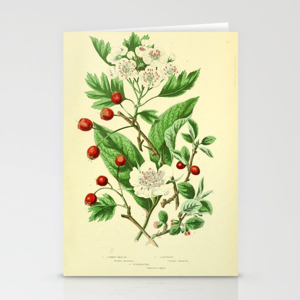 Hawthorn by Anne Pratt, 1800s (benefitting The Nature Conservancy) Stationery Card Gallery Image 2