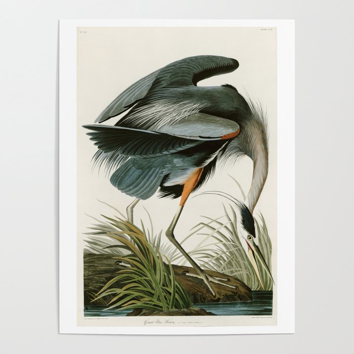 Great blue Heron - John James Audubon's Birds of America Print Poster Gallery Image 4