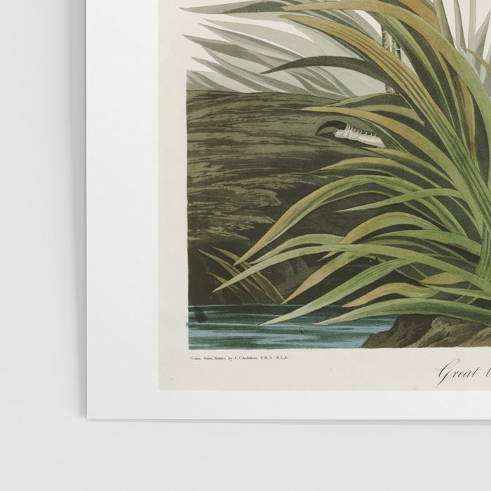 Great blue Heron - John James Audubon's Birds of America Print Poster Gallery Image 3