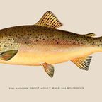 The Rainbow Trout Coffee Mug Gallery Image 2